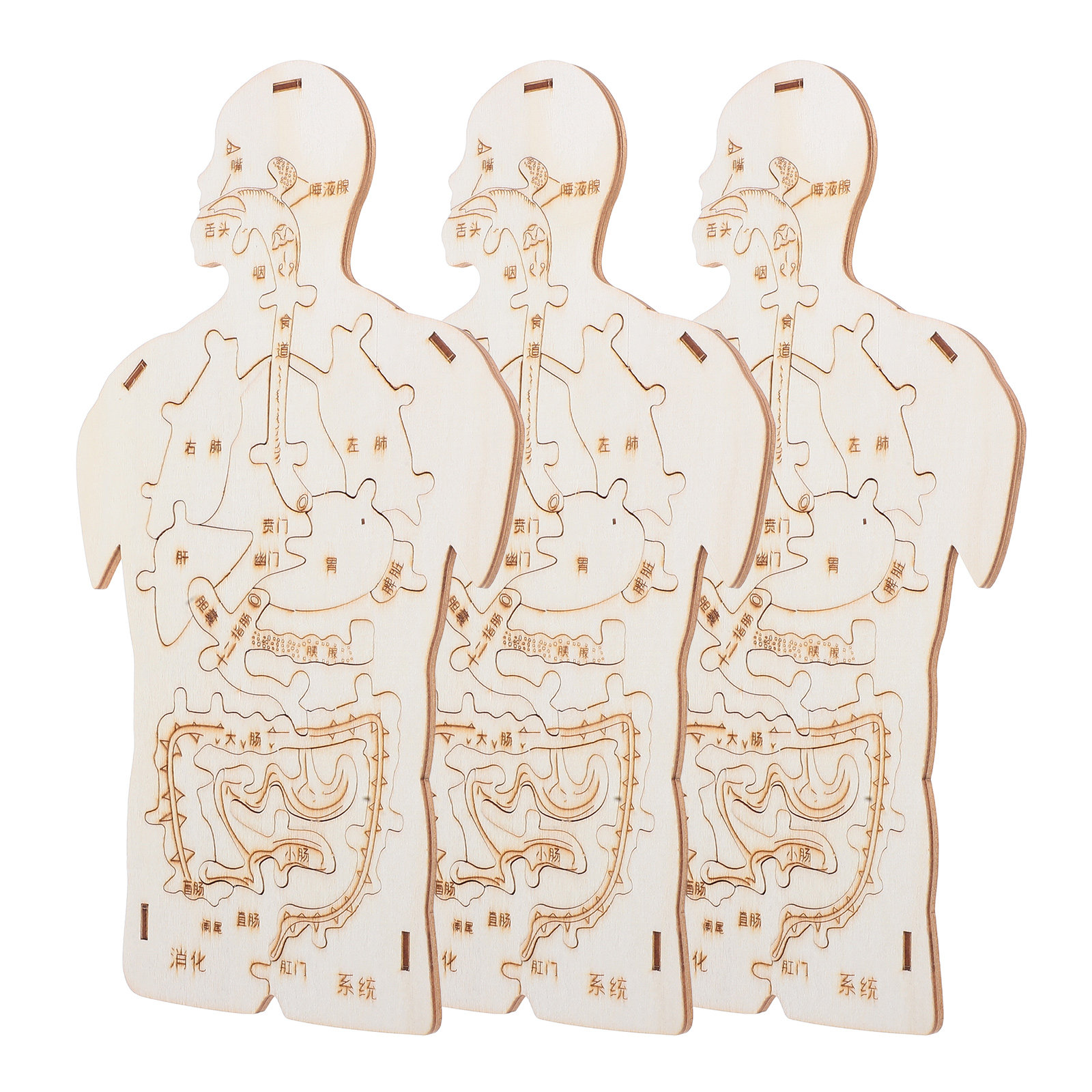 Kids Education System - 3Pcs Wooden Human Body Puzzle Educational