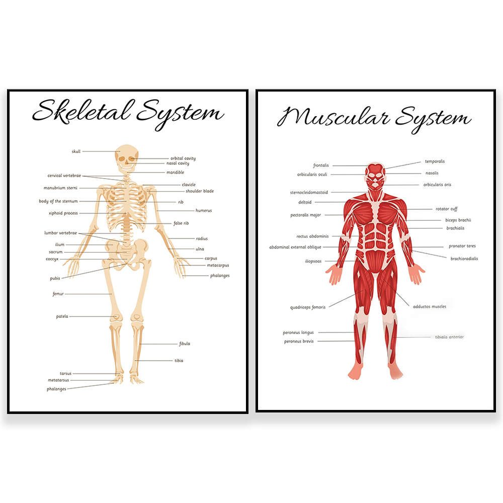 Kids Education System - SKELETAL SYSTEM • Educational Homeschooling Learning